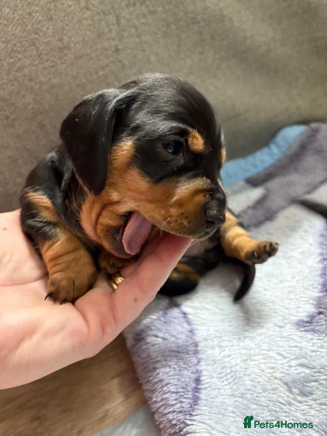 Dachshund dogs for sale: Beautiful Miniature Dachshund - Advert 11