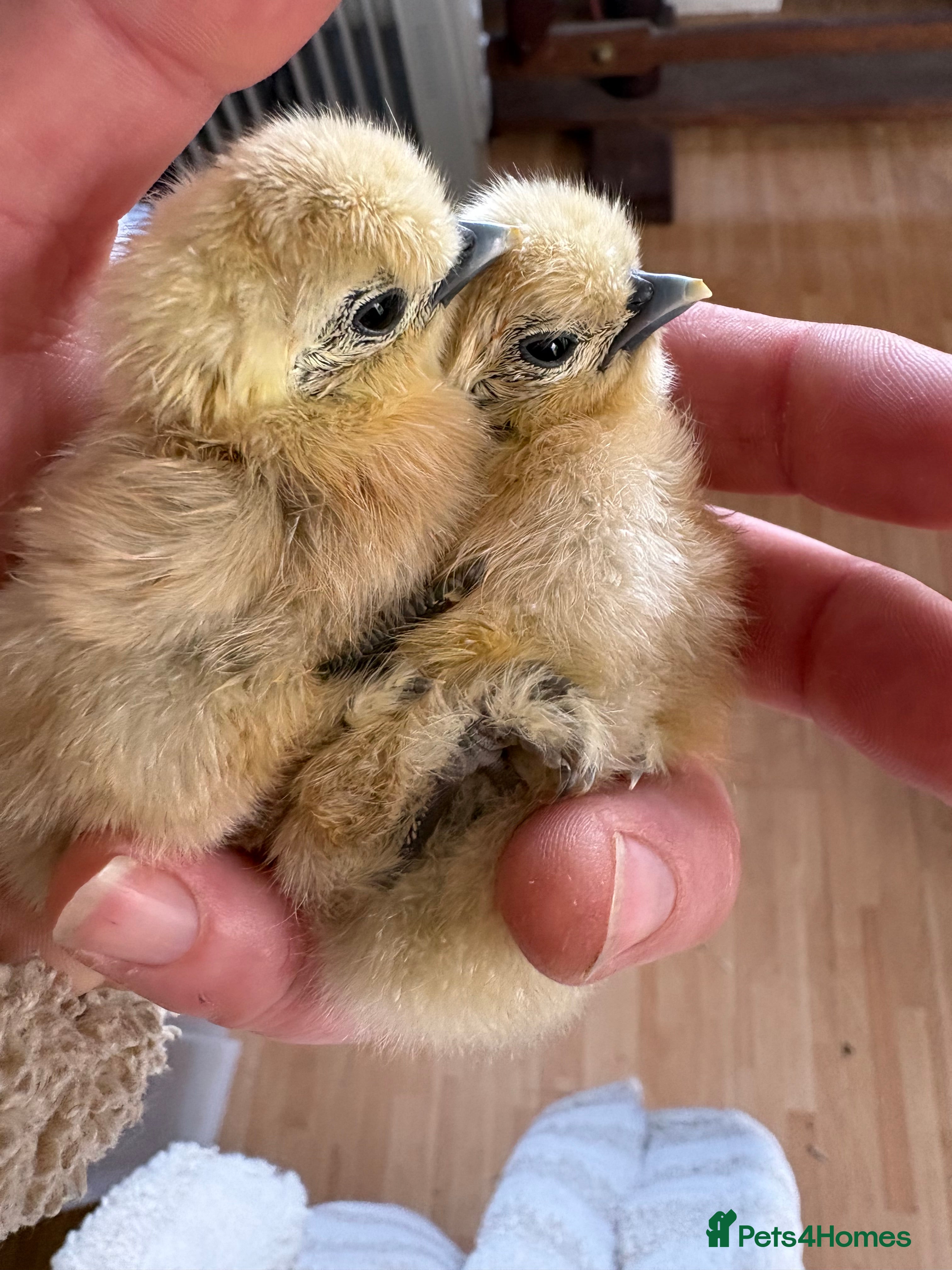 Chickens poultry White silkie day olds chicks beautiful healthy  - Advert 2