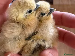 Chickens poultry White silkie day olds chicks beautiful healthy - Advert 2