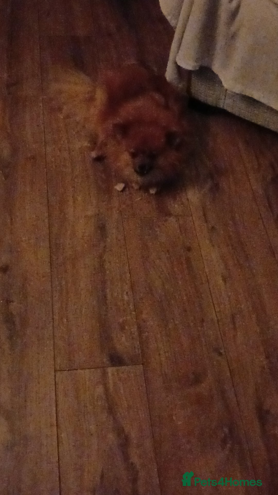 Pomeranian dogs for sale: Male pomerian  - Advert 11