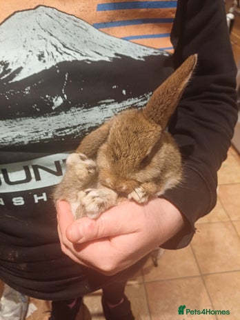 Mini Lop rabbits - Advert 1