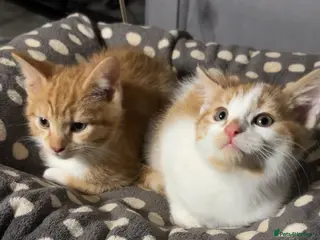 Mixed Breed cats X5 Ginger Kittens - Ready to leave! - Advert 3