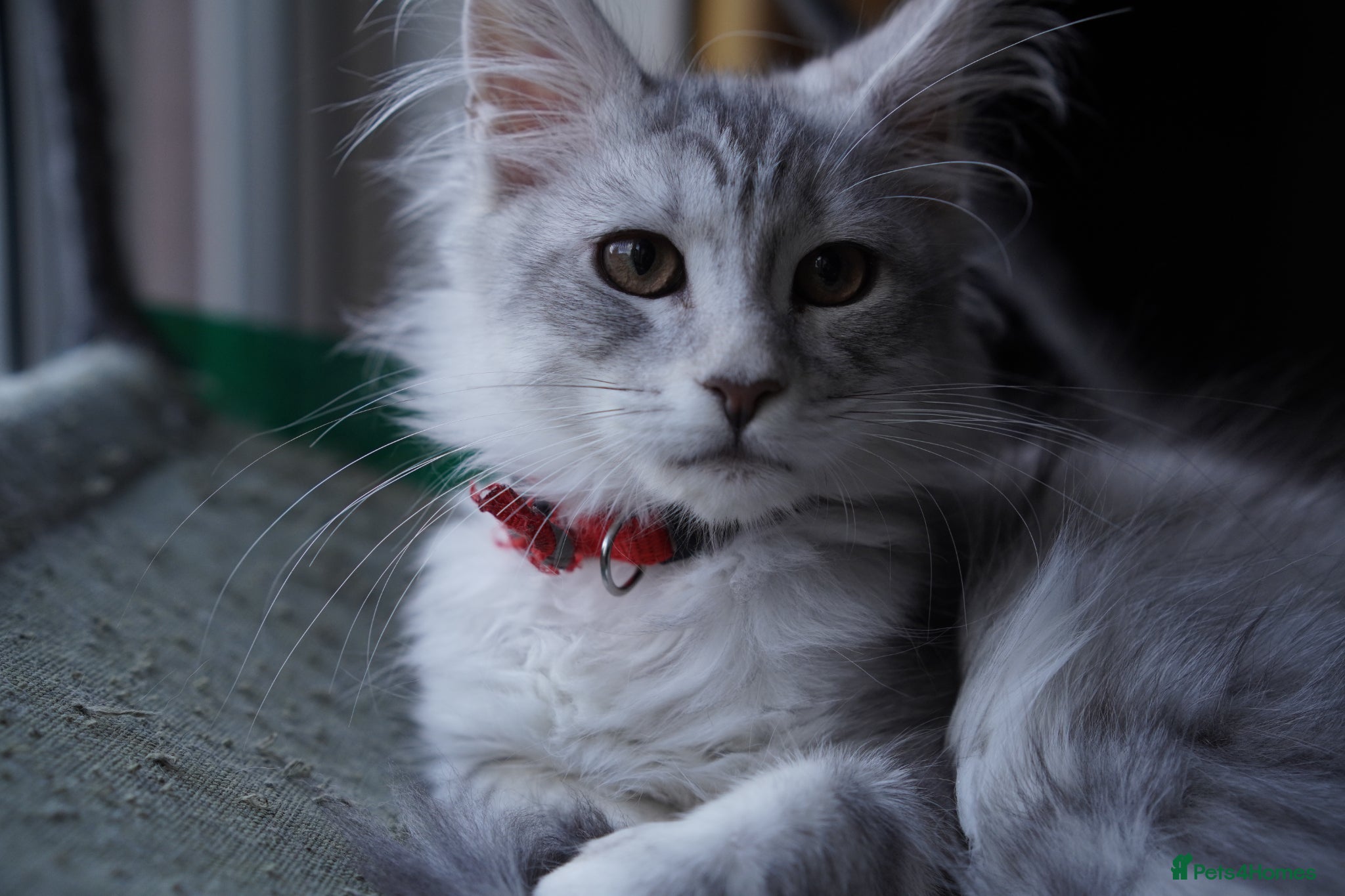 Maine Coon cats Beautiful Maine Coon Sisters Ready Now 🐾 - Advert 16