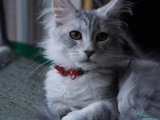 Maine Coon cats Beautiful Maine Coon Sisters Ready Now 🐾 - Advert 16