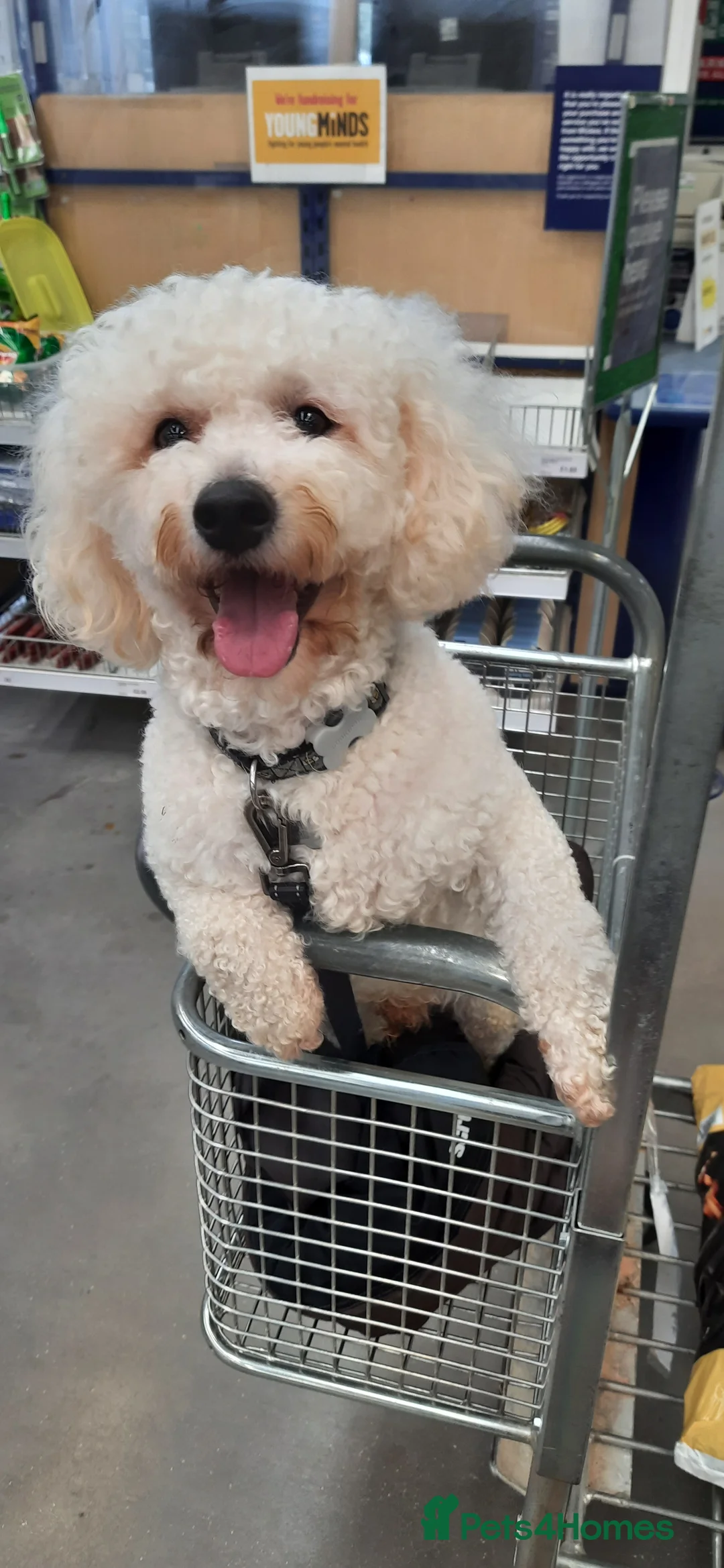 Bichon Frise dogs for stud: Alfie, super stud in Birmingham - Advert 9