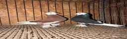Pigeons birds for sale: FANCY WEST OF ENGLAND TUMBLERS - Advert 17