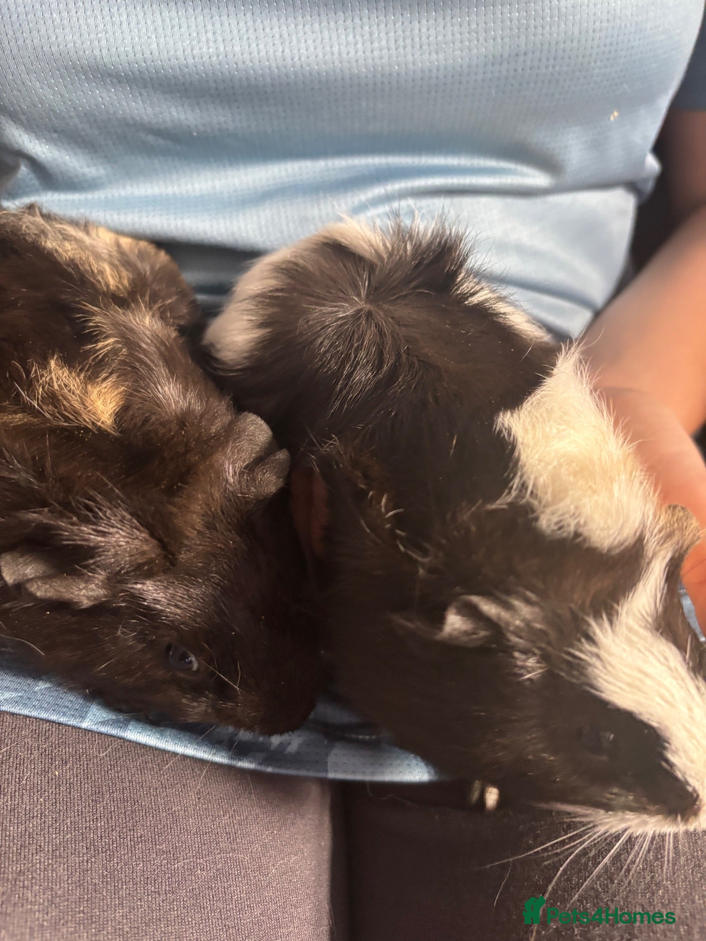 Guinea Pig rodents Baby guinea pigs for sale  - Advert 15