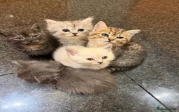British Shorthair cats for sale: 5 British Chinchilla Shorthair Mix Kittens - Image 1