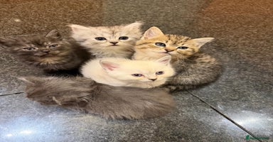 British Shorthair cats 5 British Chinchilla Shorthair Mix Kittens - Advert 2