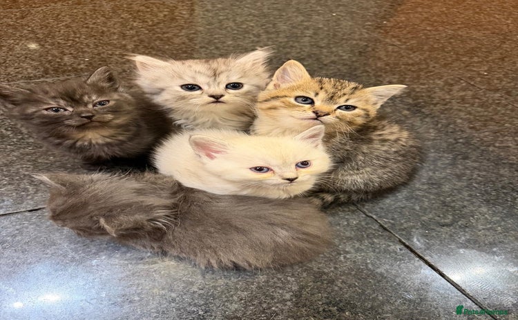 British Shorthair cats - Advert 6