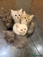 British Shorthair cats 5 British Chinchilla Shorthair Mix Kittens - Advert 2