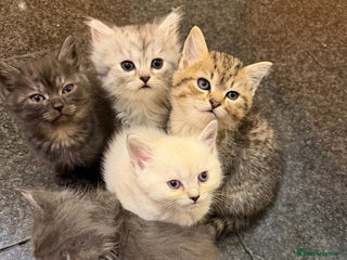 British Shorthair cats for sale - Advert 1