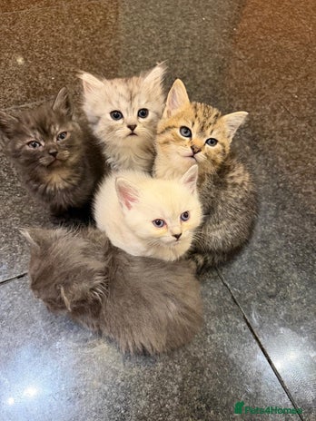 British Shorthair cats - Advert 4