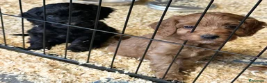 Cockapoo 4