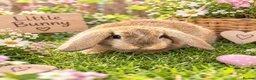 Mini Lop rabbits for sale: Male mini lop  - Advert 2