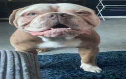 Old Tyme Bulldog dogs for sale: Snoopy  - Image 2