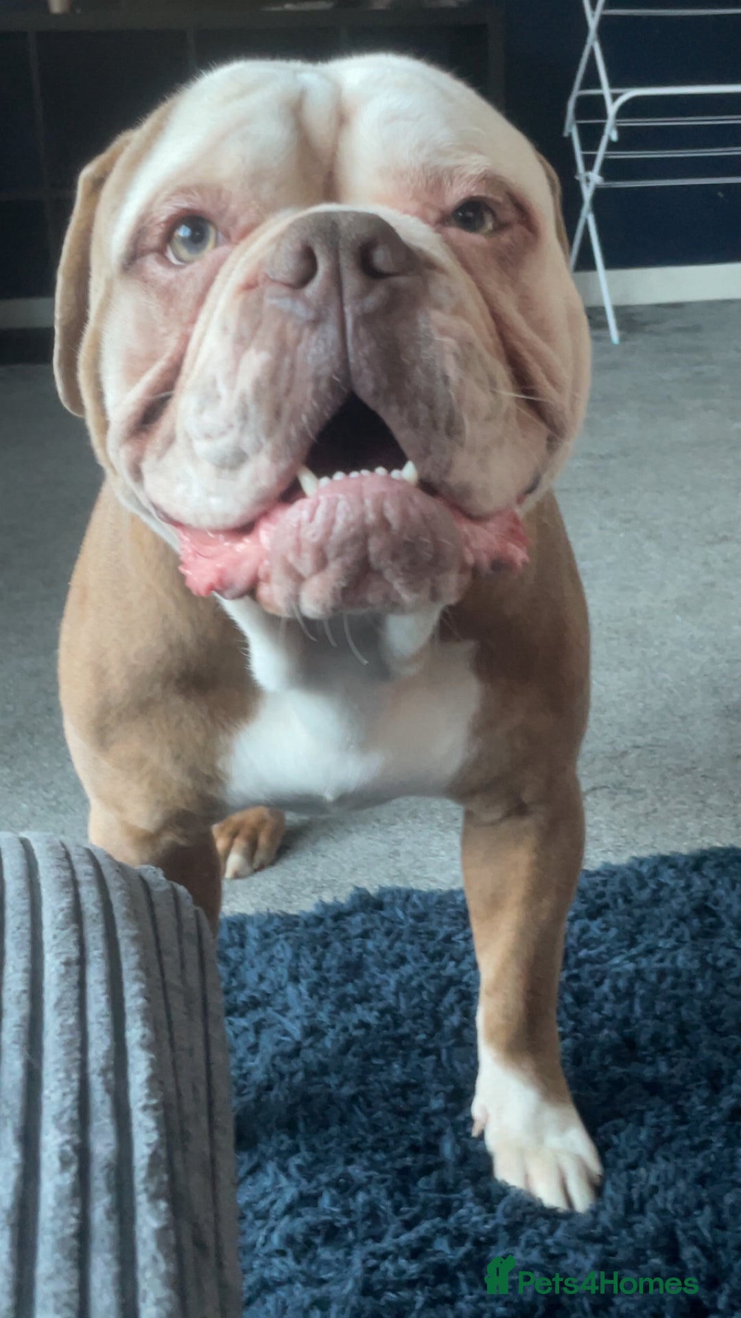 Old Tyme Bulldog dogs for sale: Snoopy  - Image 2