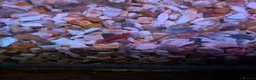 Shrimps fish for sale: Young Red cherry shrimp  - Advert 3
