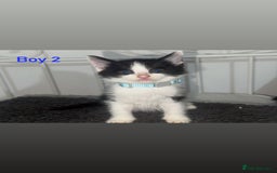 Mixed Breed cats for sale: Semi-longer hair calico  - Image 5