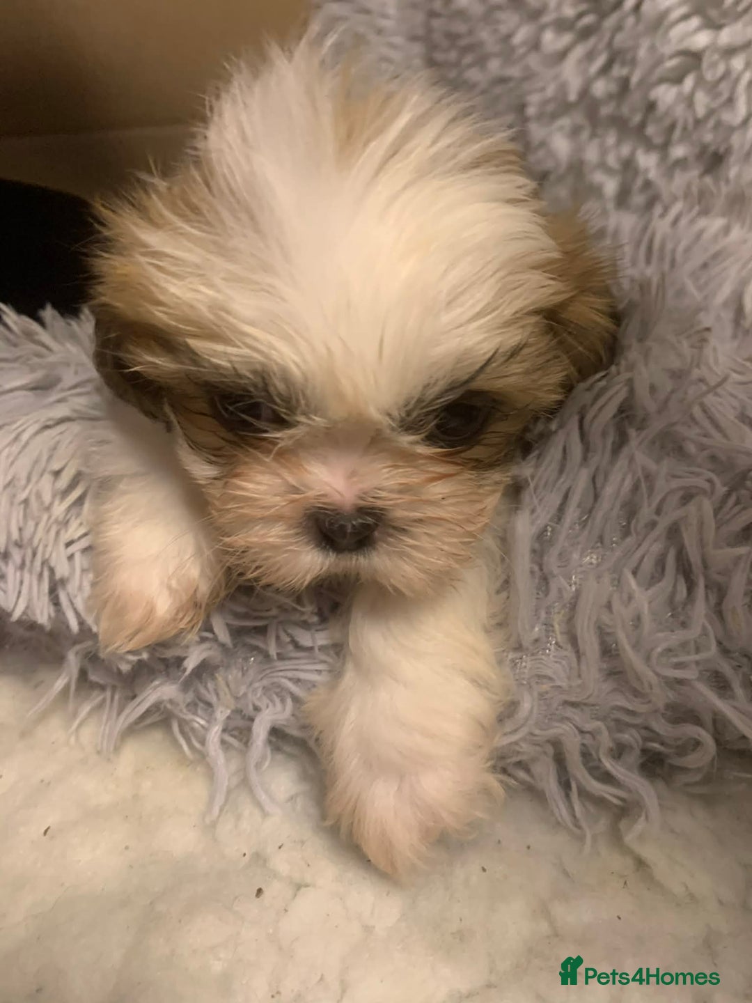 Shih Tzu dogs for sale: Shih Tzu puppies - pure!! - Advert 11