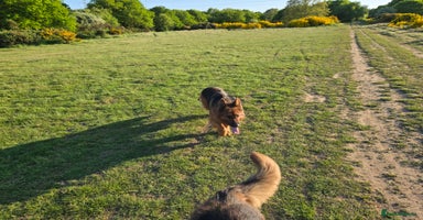 German Shepherd dogs Top quality GSD Female for sale - Advert 2