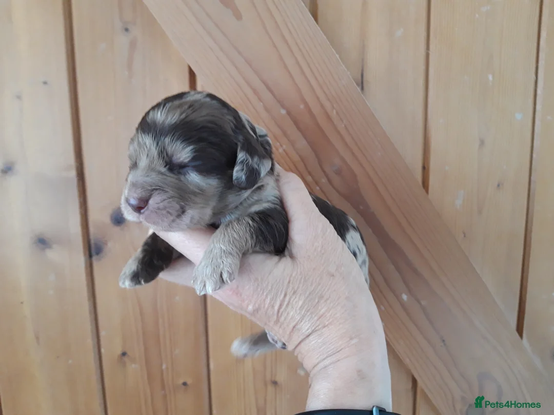 Miniature Poodle dogs for stud: Proven Chocolate Merle Poodle available for stud in Saint Austell - Advert 10