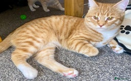 British Shorthair cats for sale: 7 Gorgeous ginger BSHxASH kittens to be rehomed - Image 12