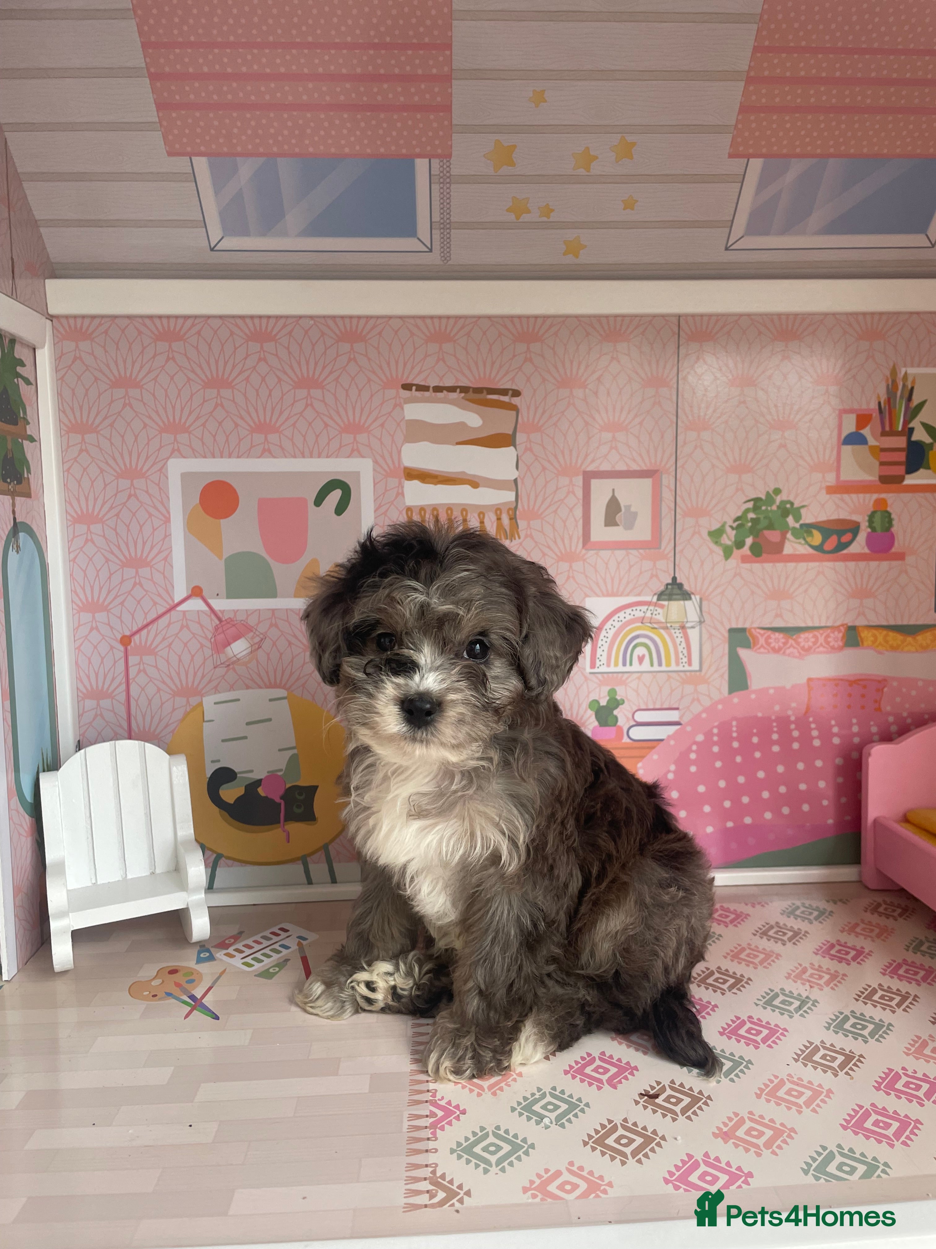 Cavapoo dogs Exceptional F1 B teddy bear cavapoo puppies  - Advert 17