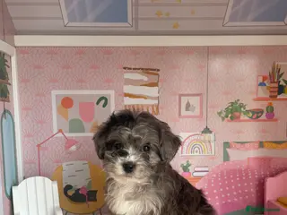 Cavapoo dogs Exceptional F1 B teddy bear cavapoo puppies - Advert 17