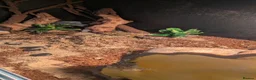 Gecko reptiles for sale: Young and tame leopard gecko in Exeter - Advert 2
