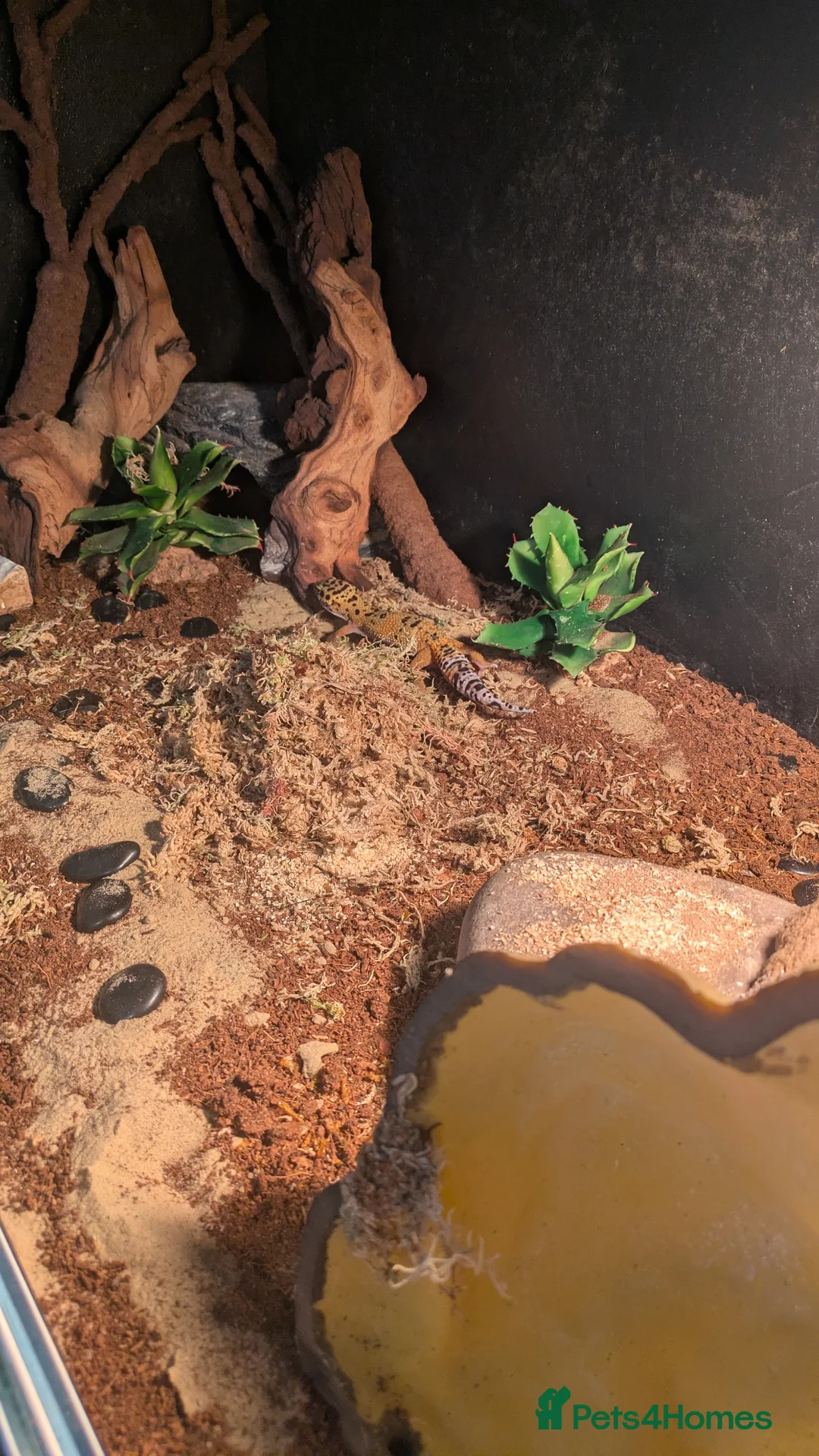 Gecko reptiles for sale: Young and tame leopard gecko in Exeter - Advert 2