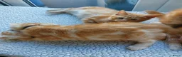 Mixed Breed cats for sale: Maine coon cross Ginger 12 week kittens male - Advert 7