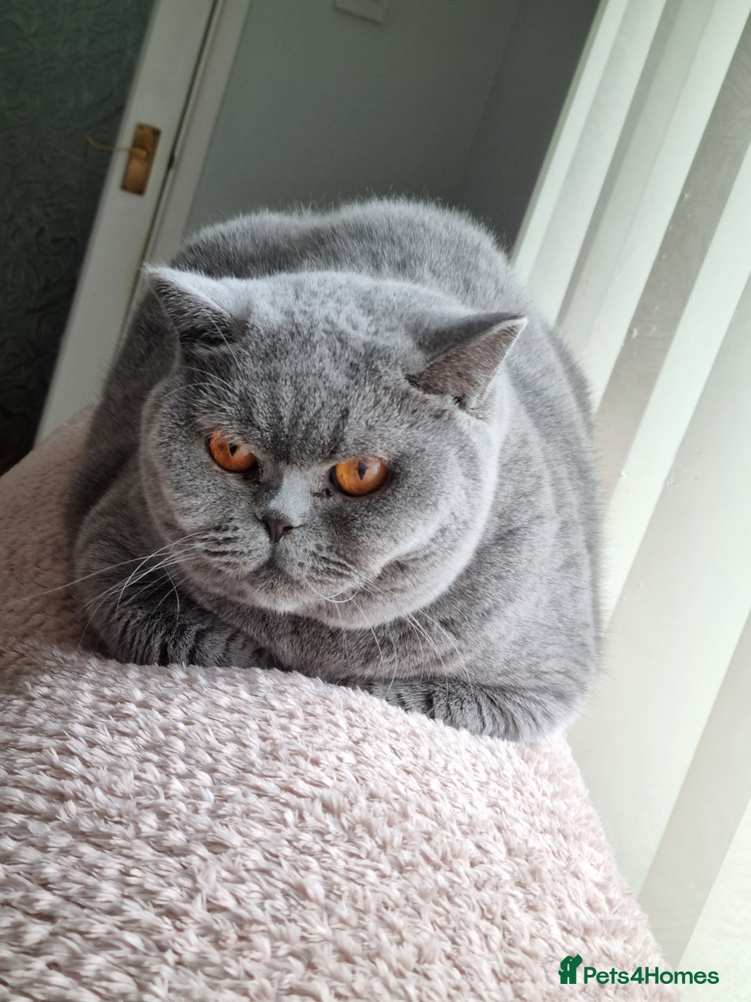 British Shorthair cats for sale: Beautiful blue girl British Shorthair.  - Advert 6