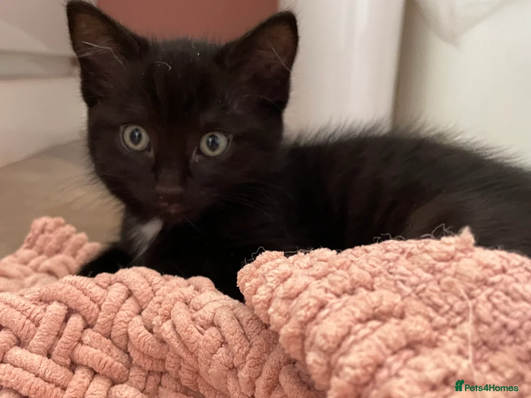 Mixed Breed cats for sale: Mixed Breed Kittens – 1 Male & 4 Female Available - Advert 5