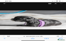 Mixed Breed dogs for sale: 6 Gorgeous Shorkie’s ready 20/12/025 - Advert 19