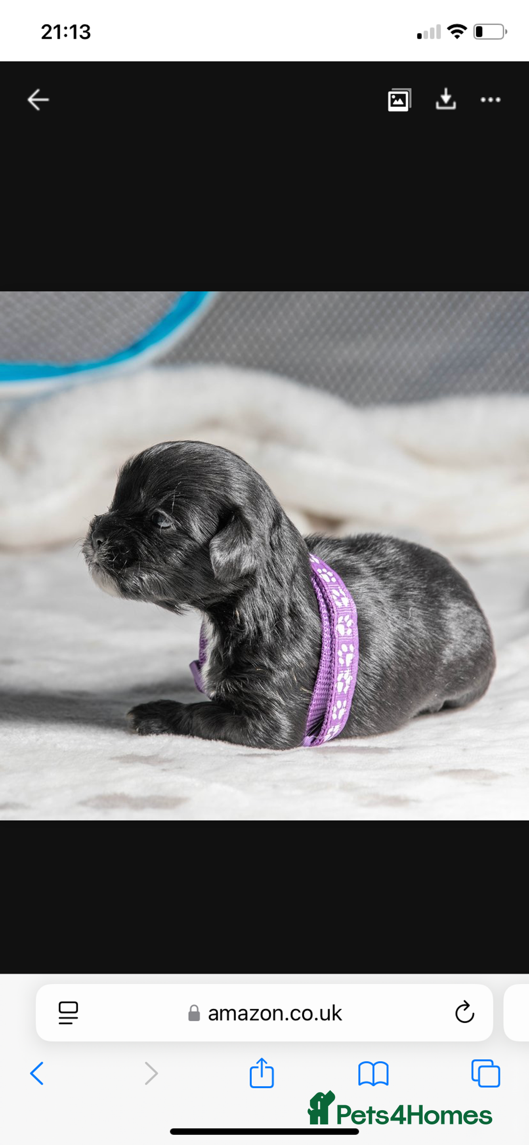 Mixed Breed dogs for sale: 6 Gorgeous Shorkie’s ready 20/12/025 - Advert 19