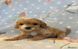 Cavapoo dogs for sale: Beautiful cavapoo pups from family home  - Advert 19