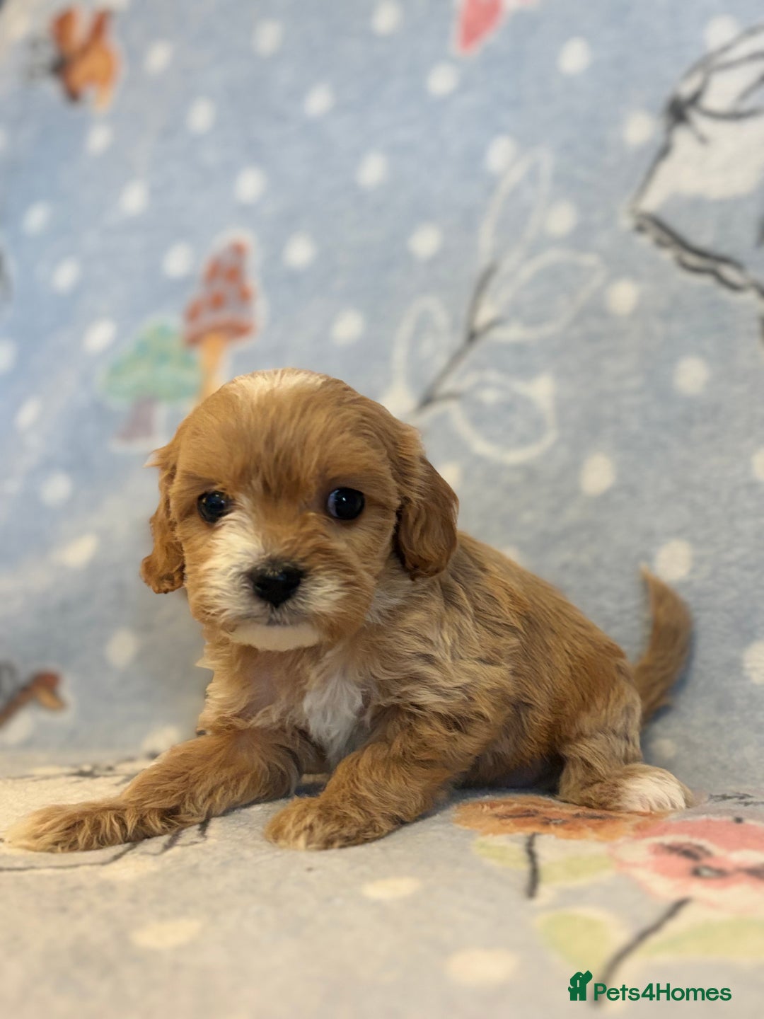 Cavapoo dogs for sale: Beautiful cavapoo pups from family home  - Advert 19