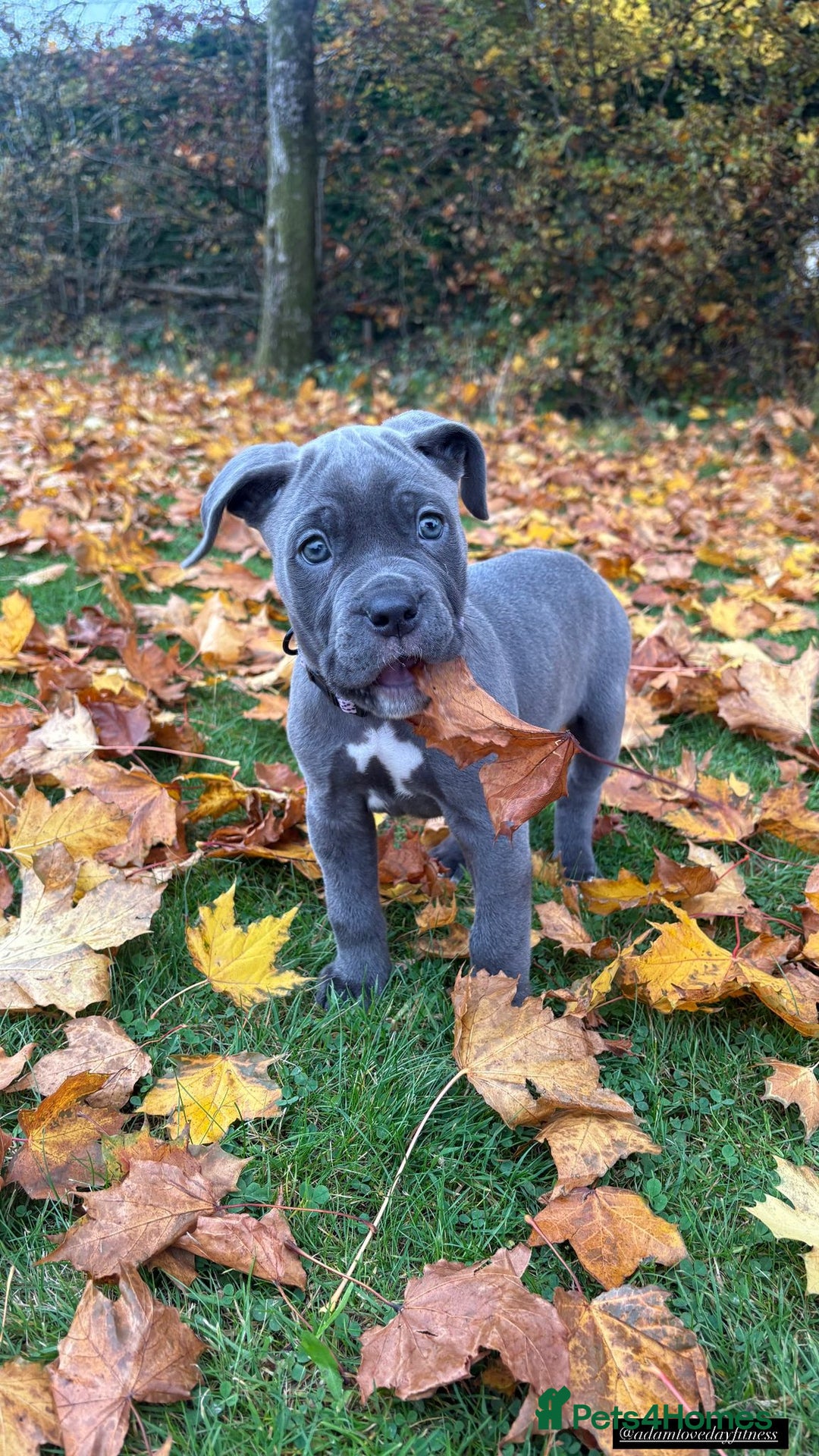 Mixed Breed dogs for sale: Cane Corso female - Advert 1