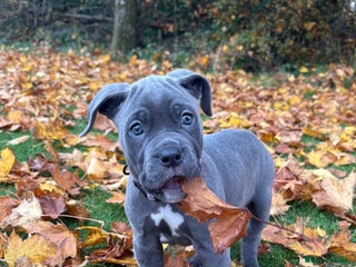 Mixed Breed dogs Cane Corso female - Advert 2
