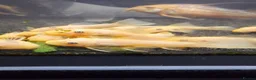 Plecos fish for sale: L144 Blue eyed lemon bristlenose pleco  - Advert 3