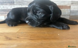 Cocker Spaniel dogs for sale: Baby Cocker Spaniels working type - Image 24