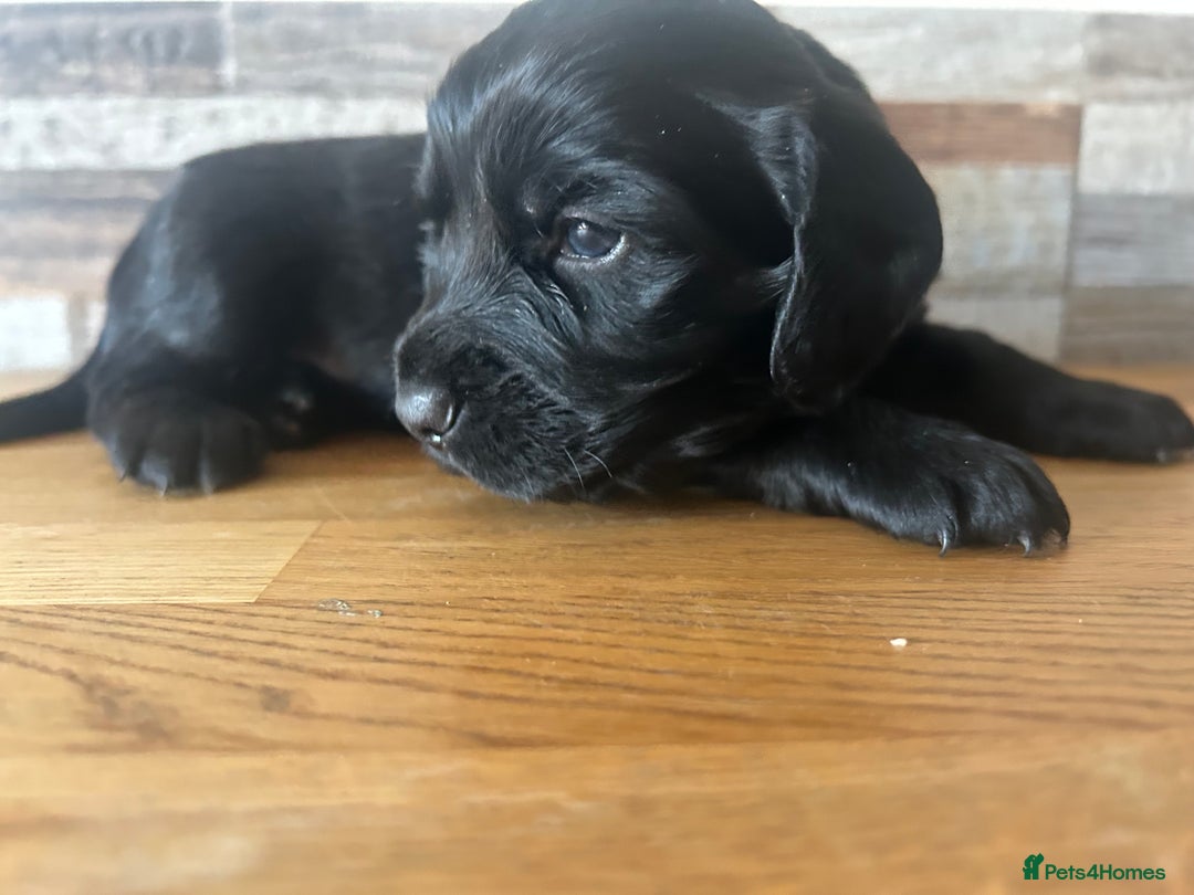 Cocker Spaniel dogs for sale: Baby Cocker Spaniels working type - Image 24