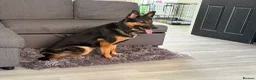 Mixed Breed dogs for sale: Female German shepherd cross  - Advert 2