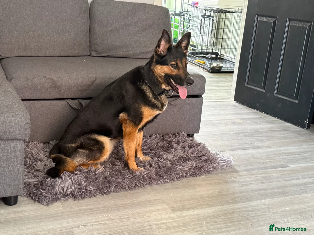 Mixed Breed dogs for sale: Female German shepherd cross  - Advert 2