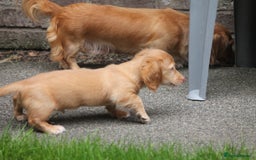 Dachshund dogs for sale: KC beautiful cream dachshund miniature long haired - Image 6