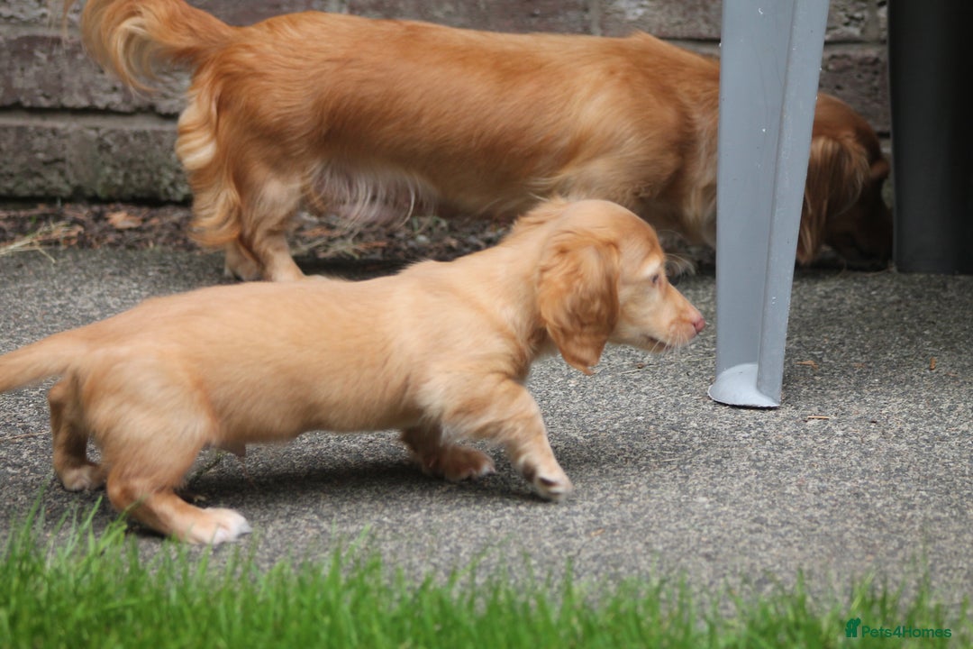 Dachshund dogs for sale: KC beautiful cream dachshund miniature long haired - Image 6