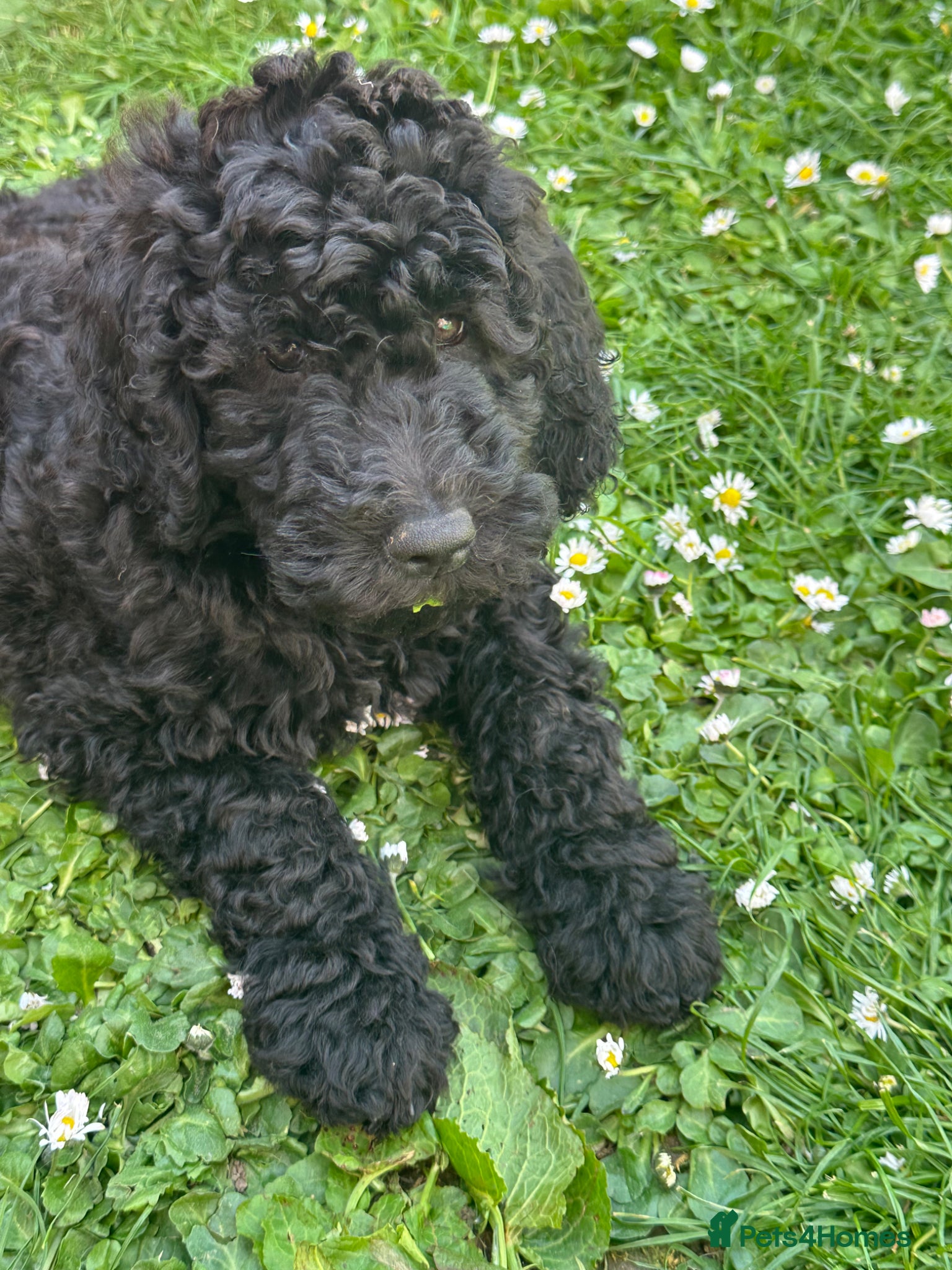 Goldendoodle dogs Goldendoodle pups health tested parents  - Advert 4