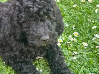Goldendoodle dogs Goldendoodle pups health tested parents - Advert 4