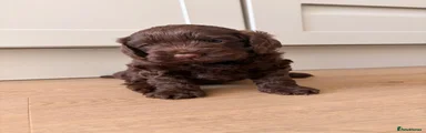 Cockapoo 3